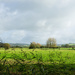 water meadows