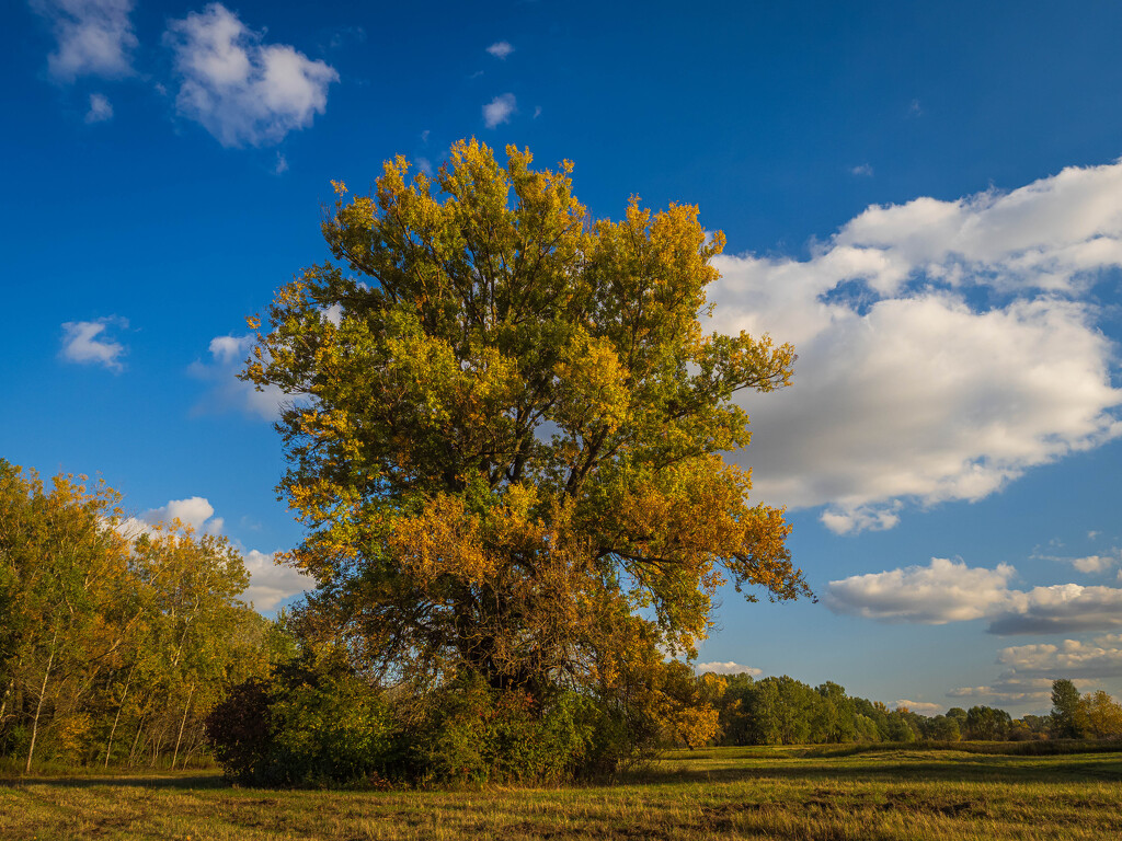 Populus nigra by haskar