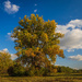 Populus nigra