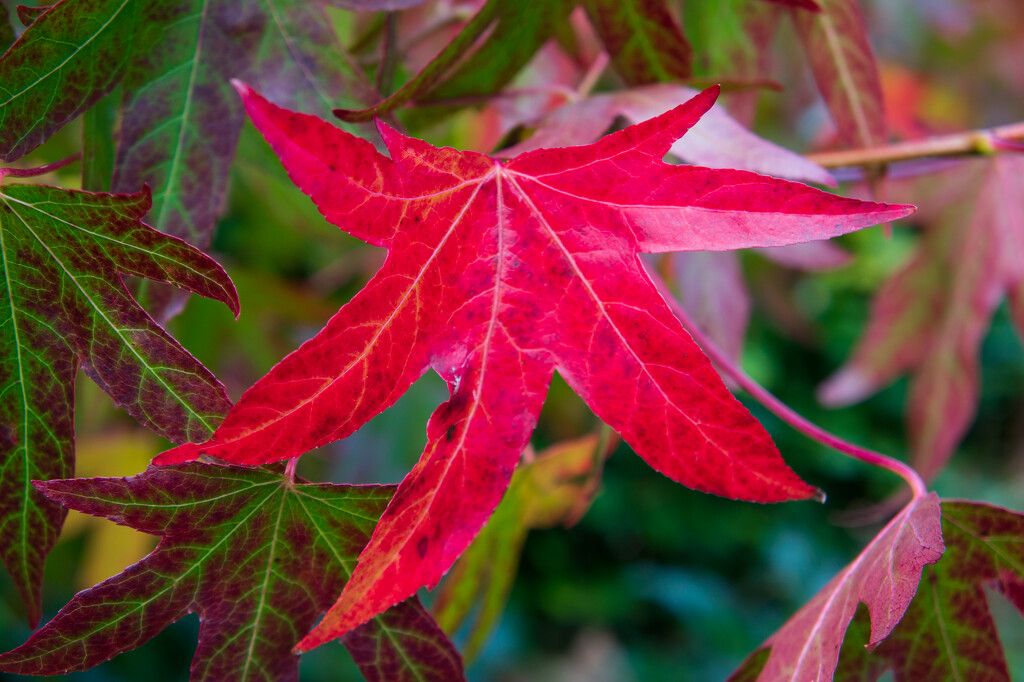 acer by josiegilbert