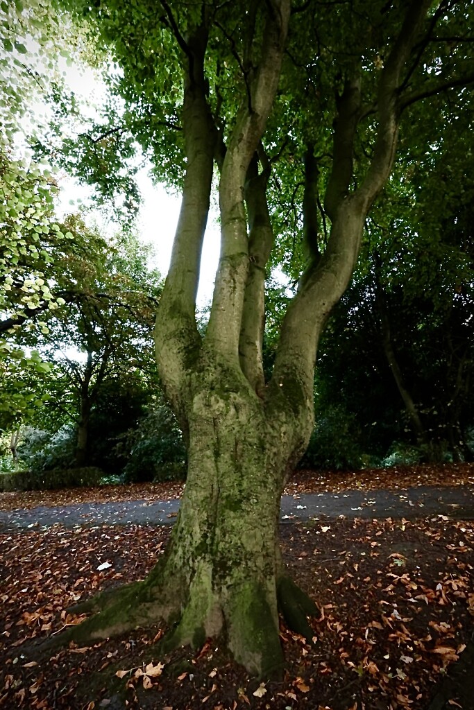 Tree in Locke Park, Barnsley by neil_ge