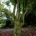 Tree in Locke Park, Barnsley