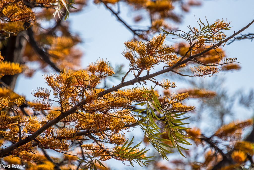 Australian Silky Oak Tree by seacreature