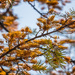 Australian Silky Oak Tree