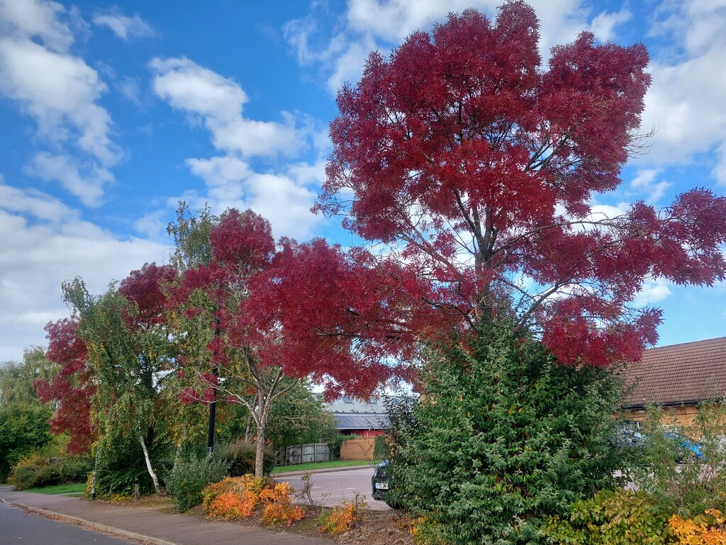 Ash trees turning  by busylady