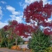 Ash trees turning 