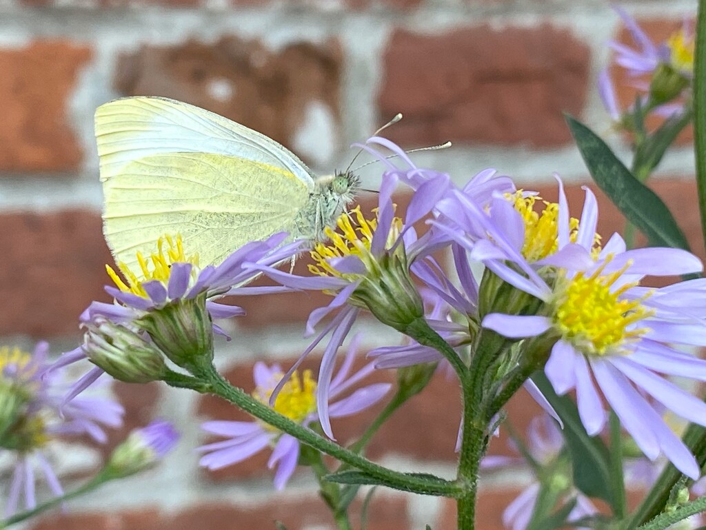 I'm still chasing butterflies by tunia