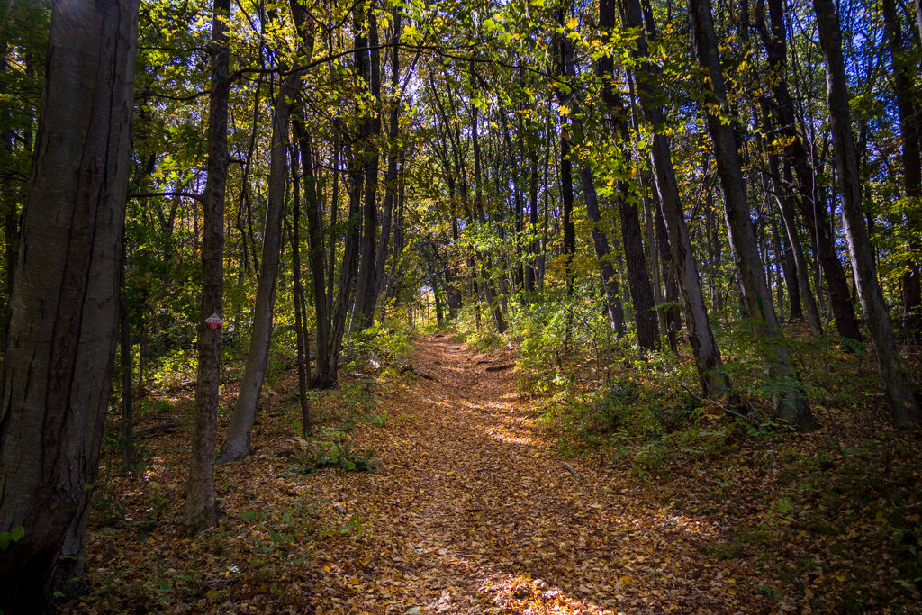 A nice trail in the woods. by batfish