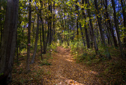 10th Oct 2024 - A nice trail in the woods.