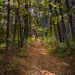 A nice trail in the woods.