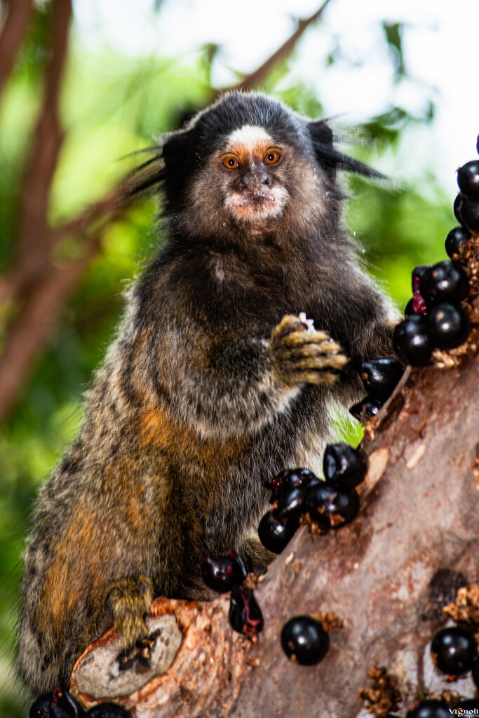 Marmoset by vignoli