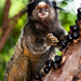 Marmoset