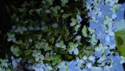 4th Oct 2023 - Pondweed