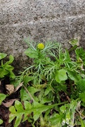 5th Oct 2023 - Pineapple Weed