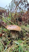 1st Oct 2023 - Bolete