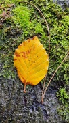 3rd Oct 2023 - Beech leaf