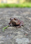 9th Oct 2023 - Tiny Toad