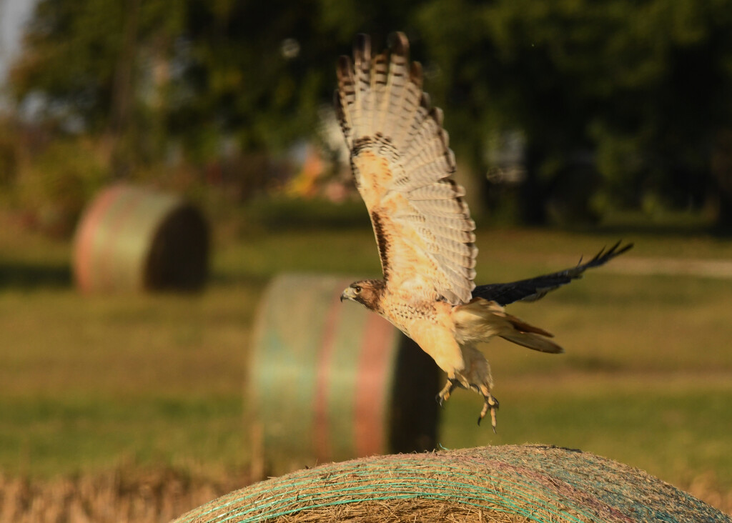 A Hawk and Some Haybales by kareenking