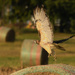 A Hawk and Some Haybales