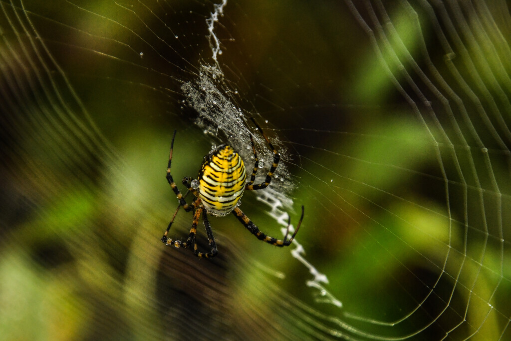 The Weaver by kareenking