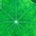 Nasturtium Leaf