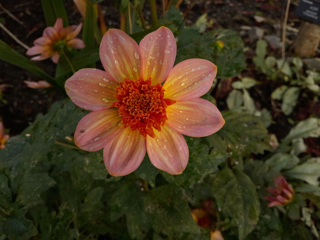 dahlia by anniesue