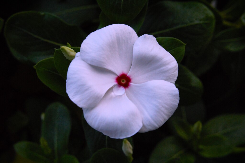 Catharanthus by photohoot