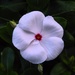 Catharanthus