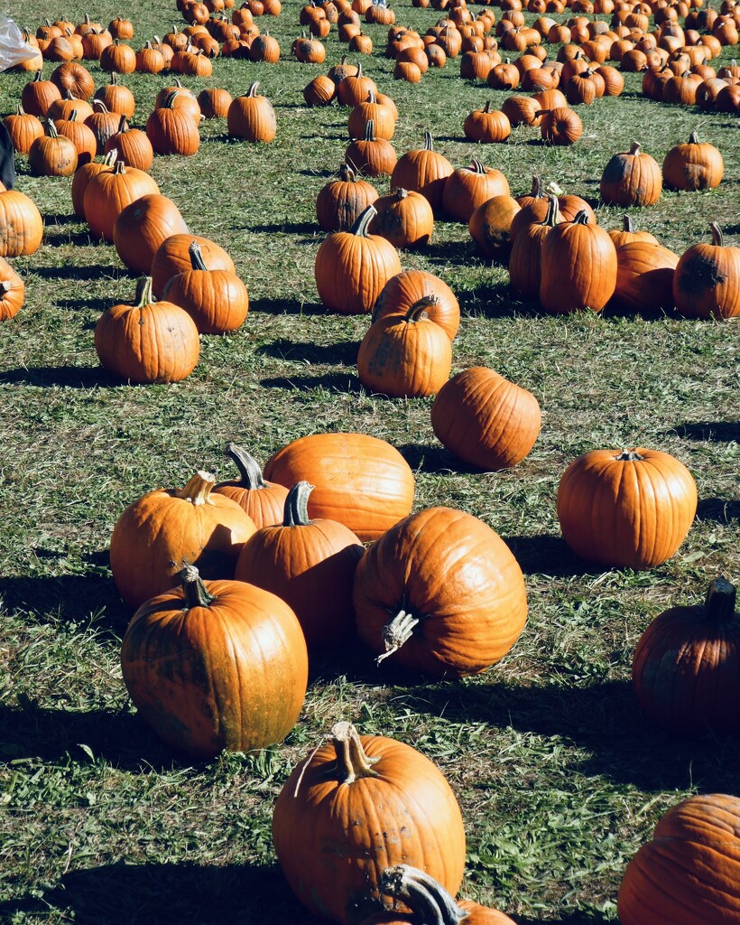 Pumpkins at Boehm Farm by mtb24