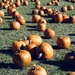 Pumpkins at Boehm Farm