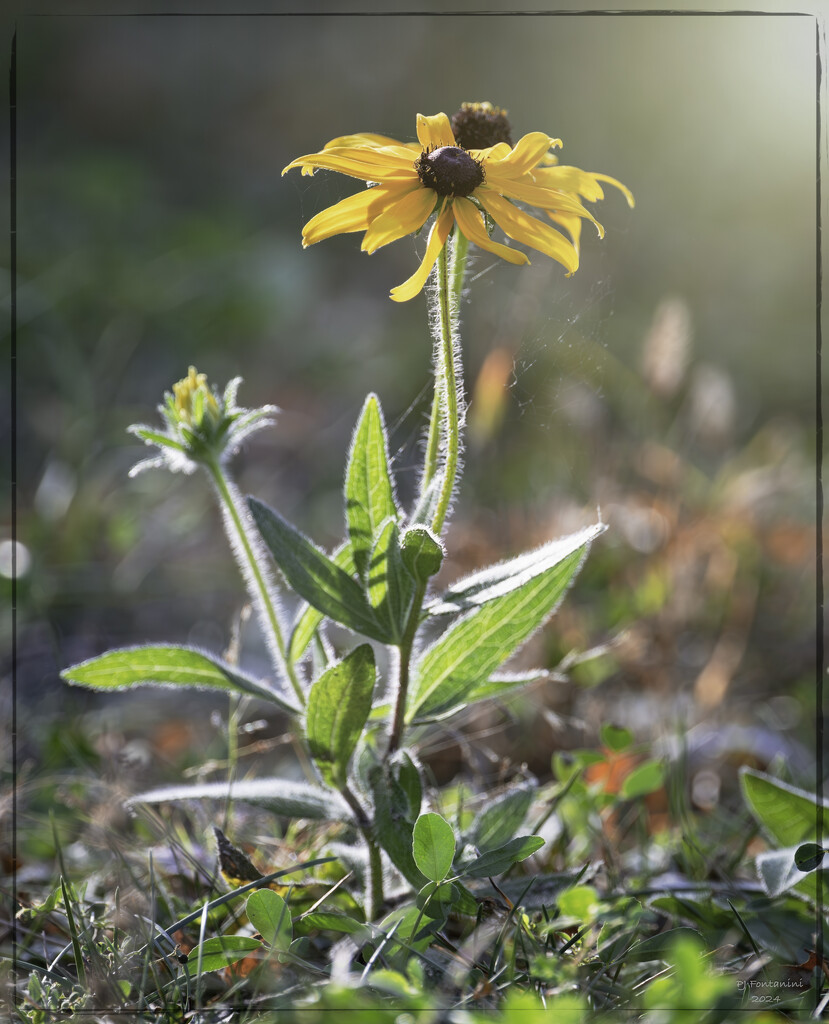 Basking in the Sun by bluemoon