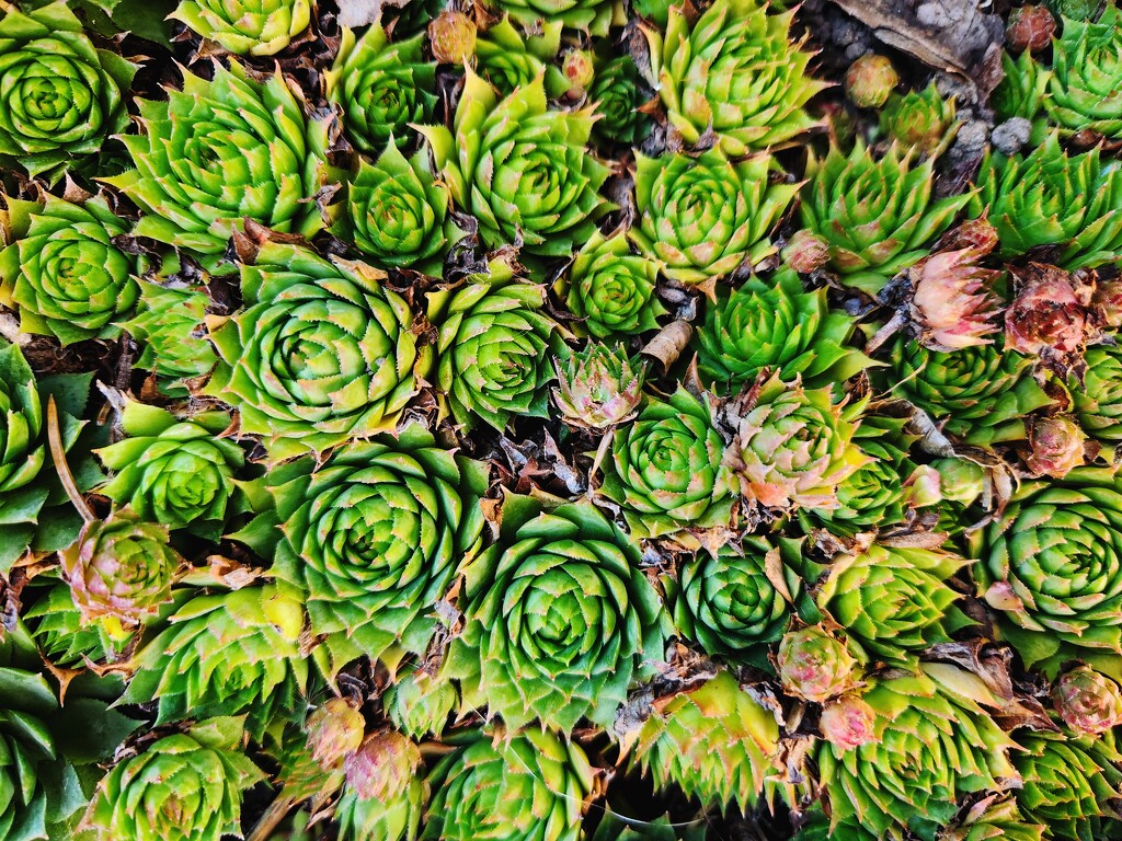 Hens and chicks by ljmanning