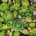 Hens and chicks