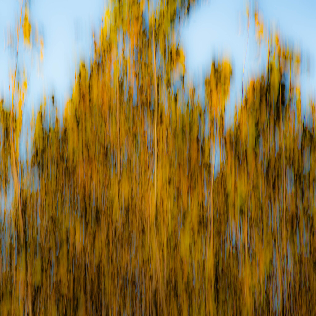 Poplars-2 by darchibald