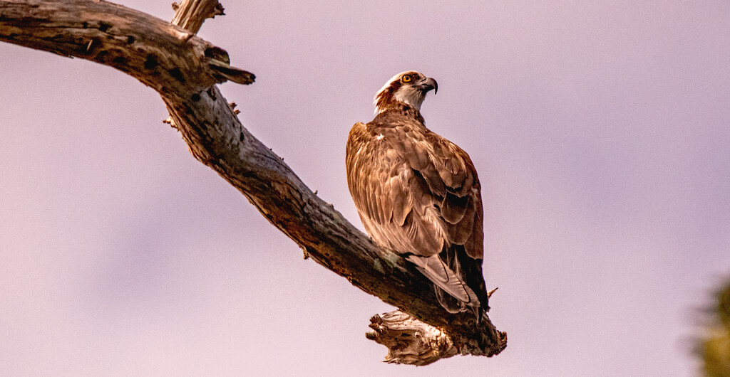 Osprey Taking Over The Perch! by rickster549