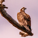 Osprey Taking Over The Perch!