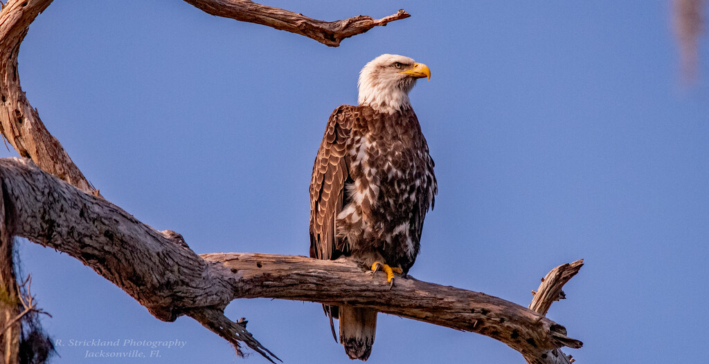 Juvenile Bald Eagle! by rickster549