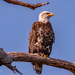 Juvenile Bald Eagle!