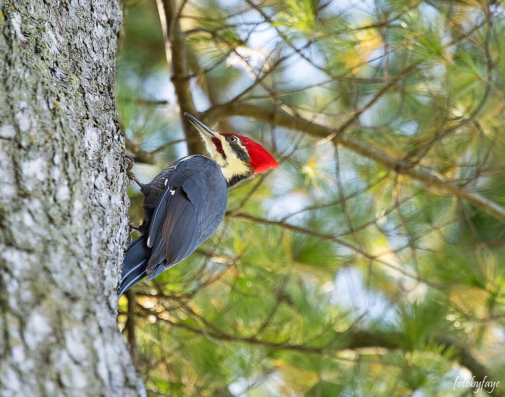 Pileated Woodpecker by fayefaye