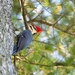 Pileated Woodpecker