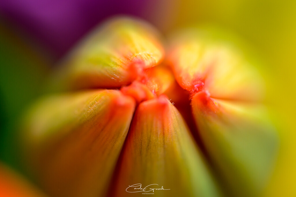 Tulip Bud by yorkshirekiwi