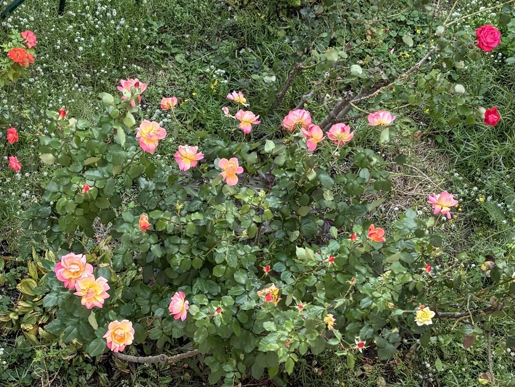 A little rose garden with beautiful weeds galore… by beverley365