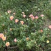 A little rose garden with beautiful weeds galore…