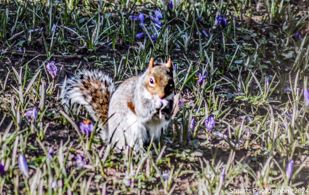 Grey squirrel  by stuart46