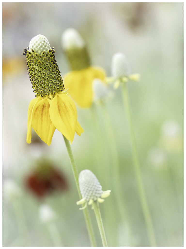 Mexican Hats by aikiuser