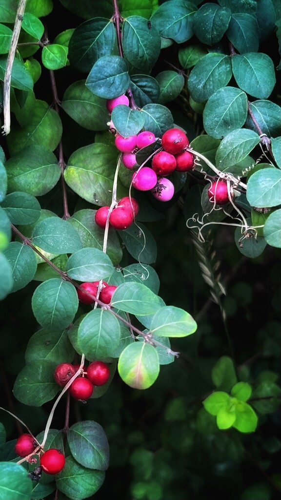 Autumn berries by pattyblue