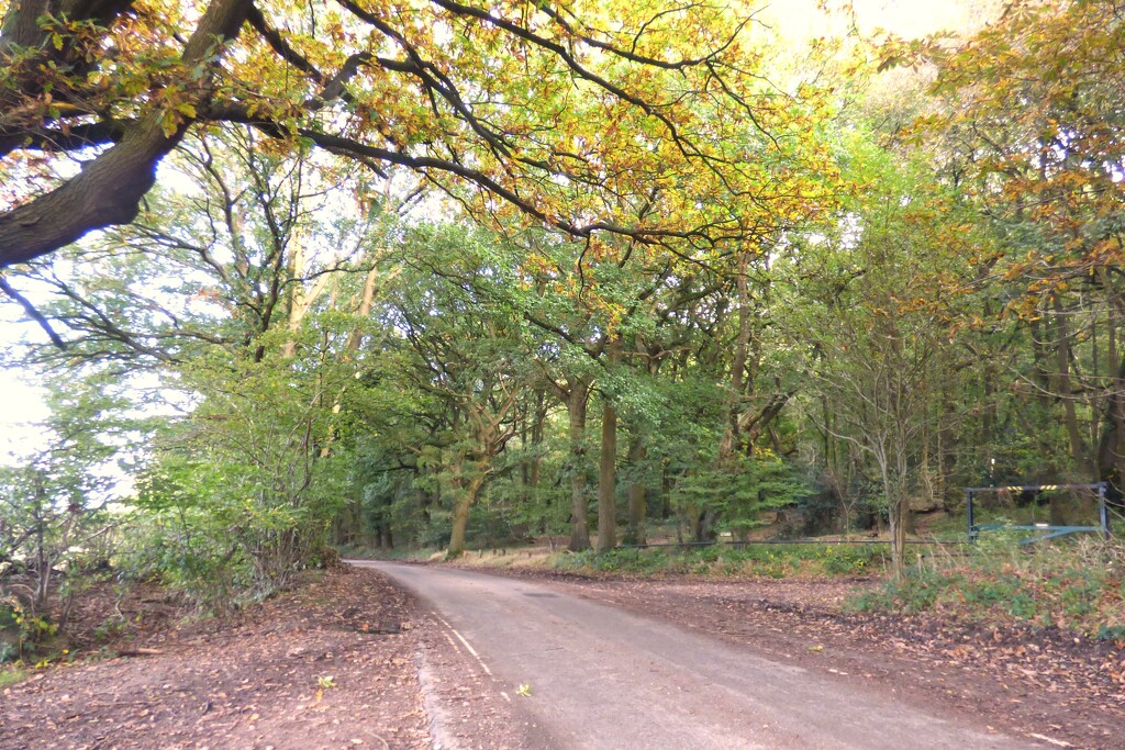 Ercall Woods. by beryl