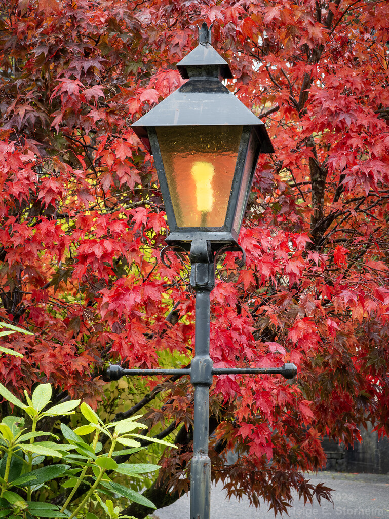 Lamp & Japanese maple tree by helstor365