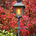 Lamp & Japanese maple tree