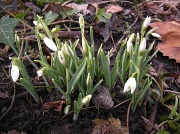 4th Feb 2011 - Galantus  nivalis .Spring
